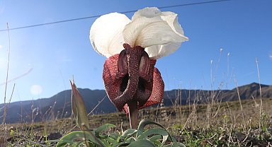 Kurt kulağı çiçekleri meraları süslüyor