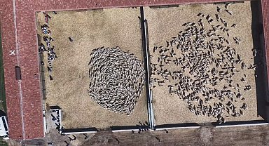 Kuzuların anneleri ile buluşması dron kamerasında