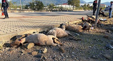 Motosiklet koyun sürücünün arasına daldı; sürücü yaralandı, 8 koyun öldü