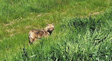 Nesli tükenme tehlikesi altındaki çakal tarlada görüntülendi