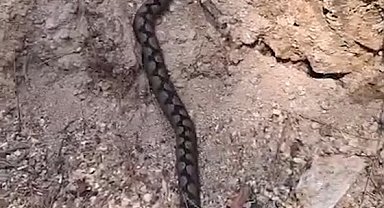 Nesli tükenme tehlikesindeki Kafkas burunlu engerek görüntülendi