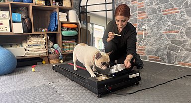 Obez köpek 'Ori' pilatesle zayıflıyor