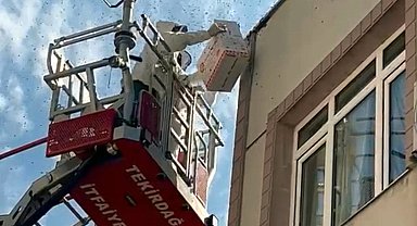 Oğul veren bal arıları nedeniyle yaya ve araç trafiği durdu