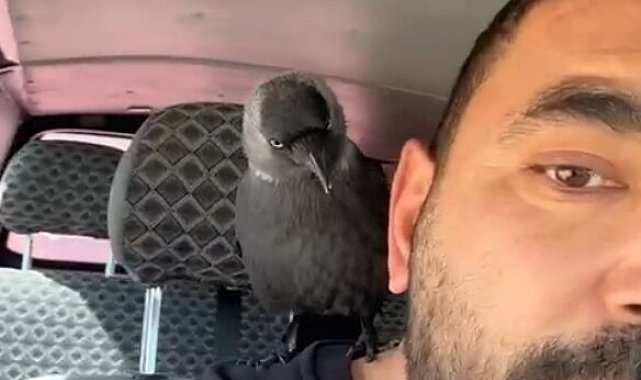 Okşayıp sevdiği karga peşini bırakmadı
