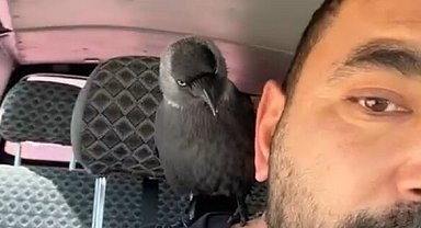 Okşayıp sevdiği karga peşini bırakmadı