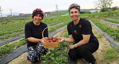 Organik çilekte hasat heyecanı başladı