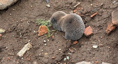 Sağanaklar sırasında yuvalarını su basan kör fareler yüzeye çıktı