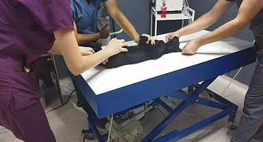 Sokak kedisini tüfekle öldüren şüpheliye ay hapis