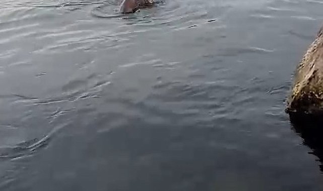 Su samuru oltaya takılan balığı yakalayıp kaçtı