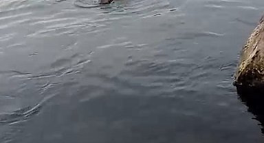 Su samuru oltaya takılan balığı yakalayıp kaçtı