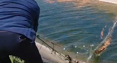 Sulama kanalına düşüp, ağlara dolanan karaca kurtarıldı; o anlar kamerada