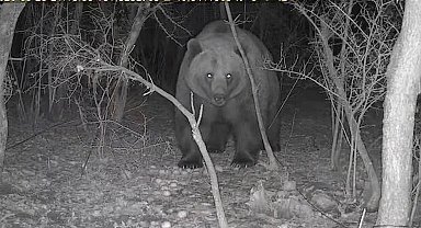 Tarlasına kurduğu fotokapanla ayı görüntüledi