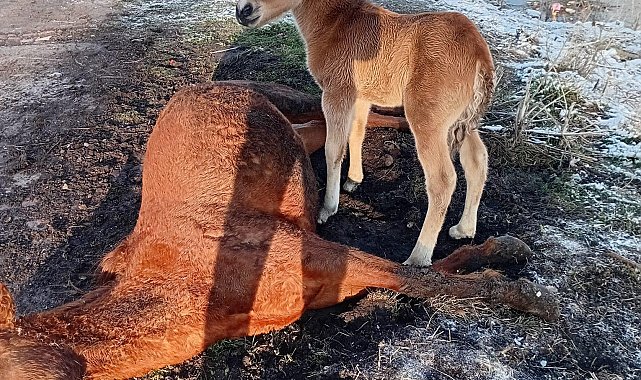 Tay, ölen annesinin başından ayrılmadı