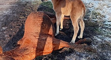 Tay, ölen annesinin başından ayrılmadı