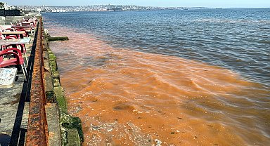 Tekirdağ sahilinde alg patlaması nedeniyle deniz turuncu renge büründü