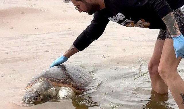 Tekirdağ'da ölü caretta caretta kıyıya vurdu