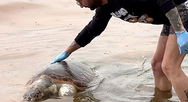 Tekirdağ'da ölü caretta caretta kıyıya vurdu