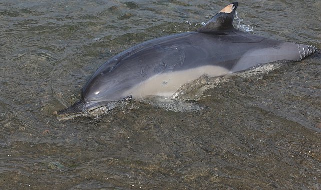 Trabzon'da ölü yunus sahile vurdu