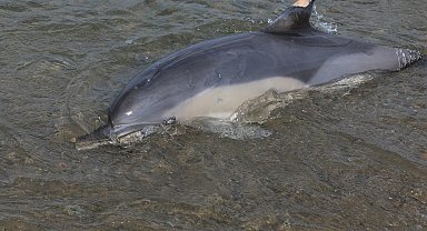 Trabzon'da ölü yunus sahile vurdu