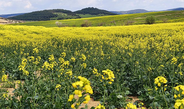 Trakya'nın 'sarı altın çiçeği' kanola ile tarlalar renklendi