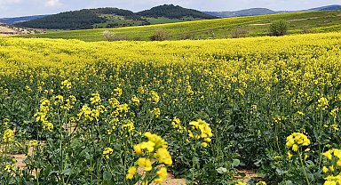 Trakya'nın 'sarı altın çiçeği' kanola ile tarlalar renklendi