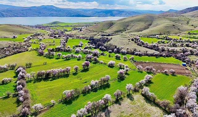 Tunceli'de badem ağaçları çiçek açtı; manzara dron ile görüntülendi