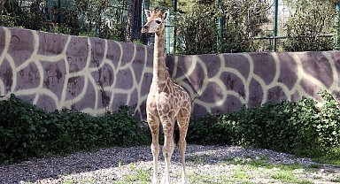 Türkiye'de doğan ilk zürafanın ismi anketle belli olacak
