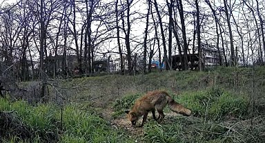 Üniversite yerleşkesinde yaban hayatı foto kapanlarla görüntüleniyor