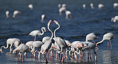 Van'da jandarma, flamingolar için 724 denetimde