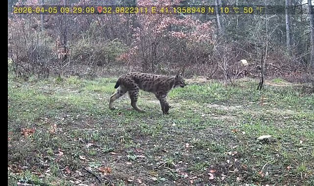 Yaban hayatı fotokapana yansıdı