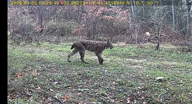 Yaban hayatı fotokapana yansıdı