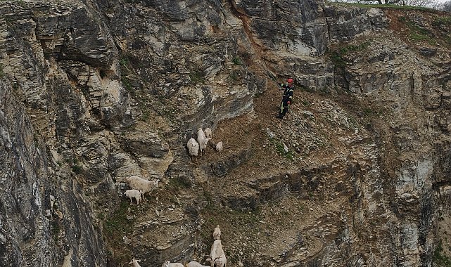 Yabani hayvandan korkup sarp kayalıkta mahsur kalan keçilere kurtarma operasyonu