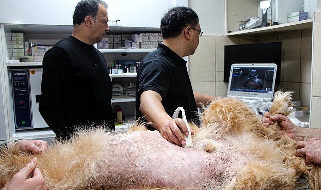 Yapay zeka destekli ultrason cihazıyla hayvan hastalıklarında erken teşhis