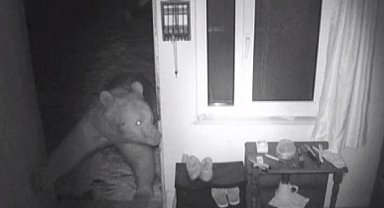 Yayla evlerine girip, mahallelerde dolaşan ayılar kamerada