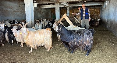 Yüksekova'da kar besicileri zorluyor; hayvanlar meraya çıkamadı