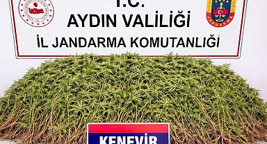 Zeytin bahçesindeki sera içerisinde 208 kök Hint keneviri ele geçirildi