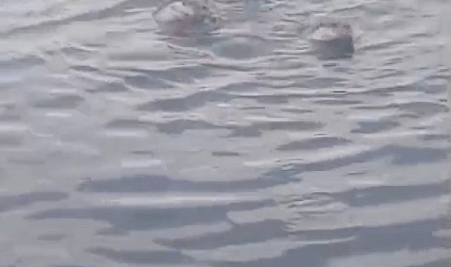 Zonguldak'ta su samuru ailesi görüntülendi