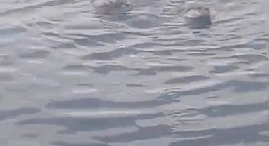 Zonguldak'ta su samuru ailesi görüntülendi