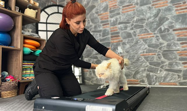 18 yaşındaki kediye fizyoterapi desteği