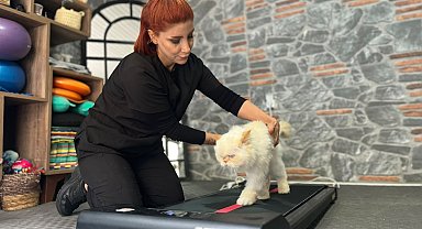 18 yaşındaki kediye fizyoterapi desteği