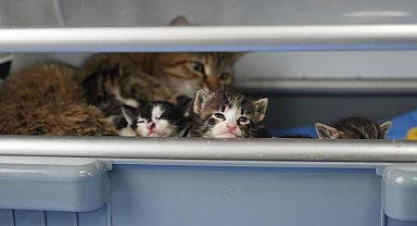 2 yavrusu olan kedi, sokakta bulunan 3 yavruya da sütannelik yapıyor