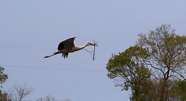 7 bin kilometre öteden gelen leylekler, Kızılırmak Deltası'nda kuluçkaya yattı