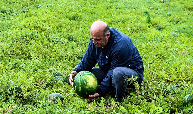 Adana'da sezonun ilk karpuz hasadı başladı; tarlada kilosu 25 TL