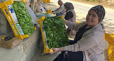 Alaşehir'de asma yaprağı üreticiye can suyu oldu