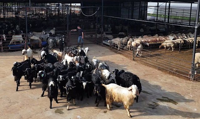 Antalya'da kurbanlık satışında hareketlilik