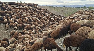 Arılar sürüye saldırdı, peş peşe eğimli alana yuvarlanan bine yakın koyun öldü