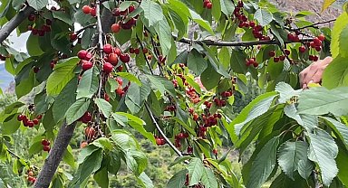 Artvin'de çiftçilerin gecikmeli kiraz mesaisi
