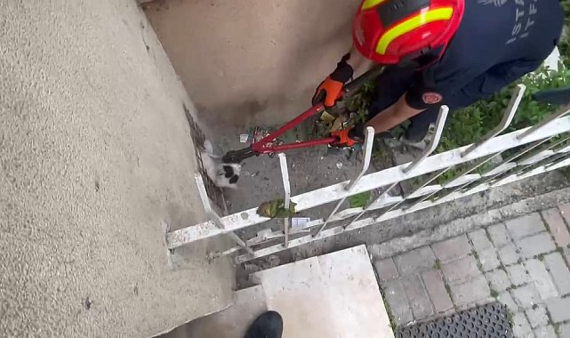 Avcılar'da itfaiyenin 'kedi mesaisi'