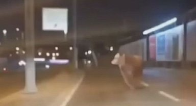 Avcılar'da kaçan kurbanlık boğa D-100 Karayolu'na çıktı