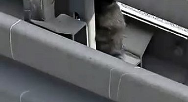 Avcılar'da metrobüs yolundaki bariyerlere giren kedi kurtarıldı